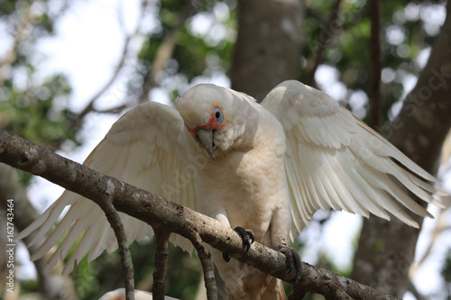 Long-billed corella (Cacatua tenuirostris), sitting on a tree branch. Australia, QLD, Brisbane
