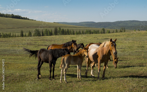 Grazing wild horses amid meadows and glades in the open air