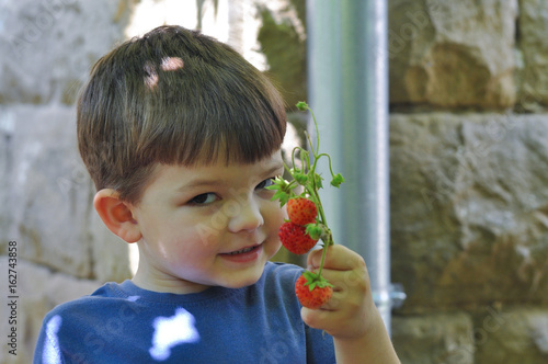 Happy Little boy eats strawberries in backyard. Child eating organic strawberries