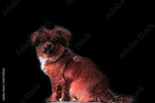 Valokuva A half-breed red dog isolated on a black background