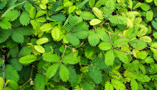 Tableau sur toile Leaves of Sensitive plant or mimosa pudica