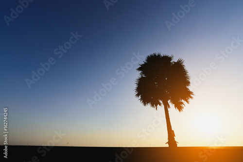 silhouettes of Palm  at  sunset sky.