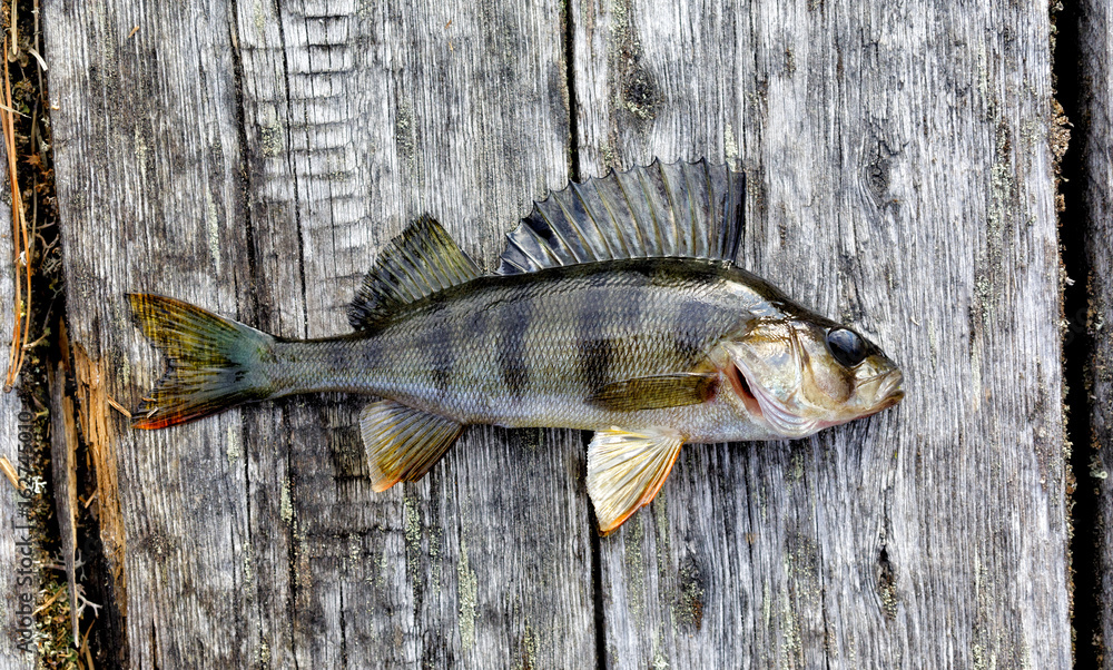 Freshly caught Siberian river perch
