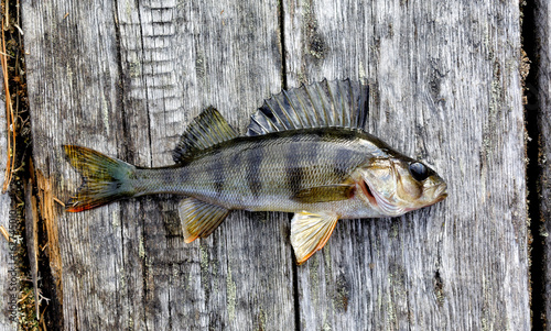 Obraz na płótnie Freshly caught Siberian river perch w salonie