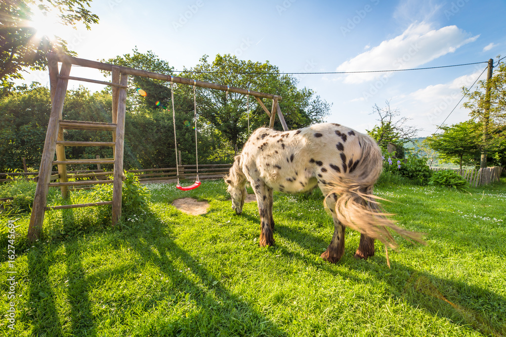 Fototapeta premium Pferd auf einem Bauernhof