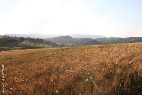 Fototapeta Naklejka Na Ścianę i Meble -  Paesaggio con campo di grano