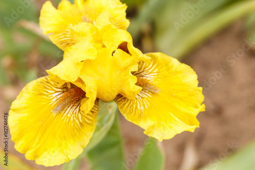 Fototapeta Naklejka Na Ścianę i Meble -  Beautiful multicolored iris flower.