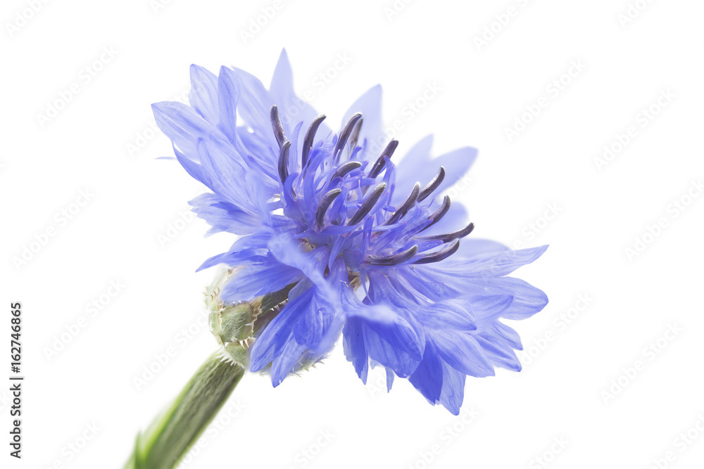Kornblumen (Centaurea cyanus), freigestellt Kornblumen (Centaurea cyanus), freigestellt