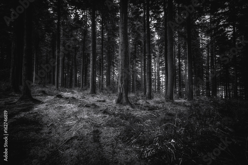 Fototapeta Naklejka Na Ścianę i Meble -  Idless woods near truro in cornwall england uk. Depp dark woods of mixed trees