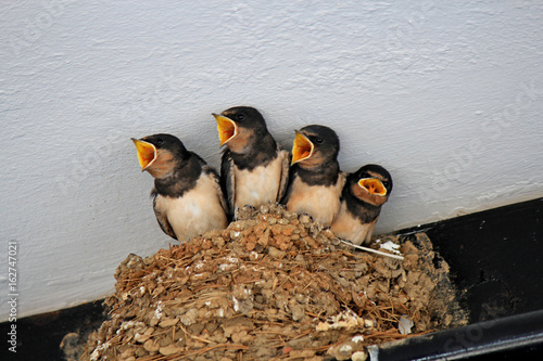 Swallow chicks are asked to eat