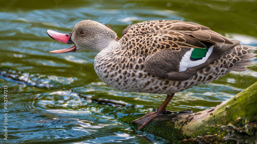 Behavior of wild ducks at a small lake Behavior of wild ducks at a small lake