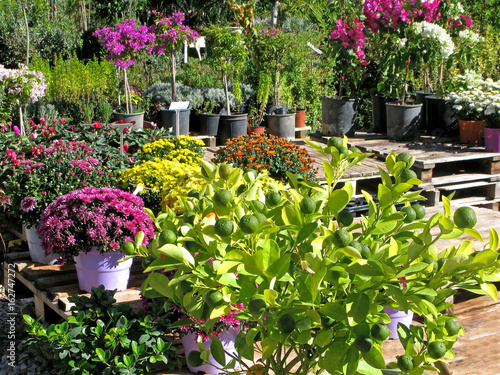 Fotografie Flowers and decorative citrus in pots in garden center outdoors