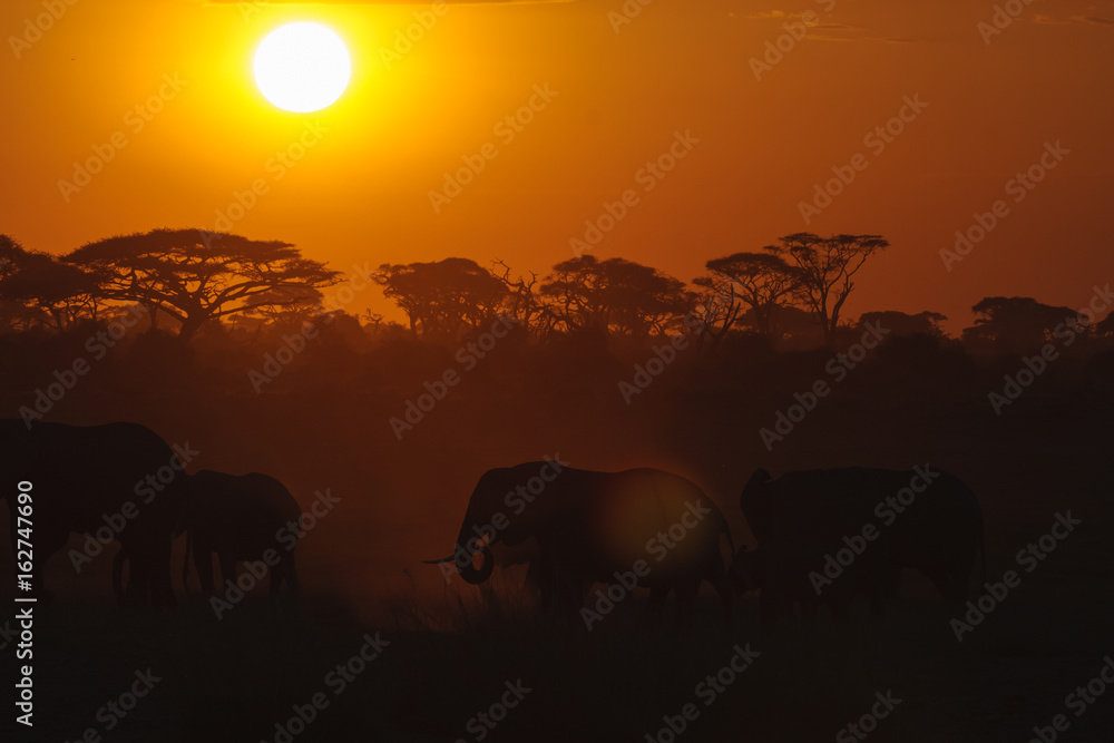Evening landscape with elephants.  Amboseli, Kenya	