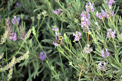 Lavender Bee