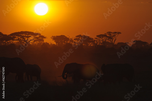 Evening landscape with elephants. Amboseli, Kenya 