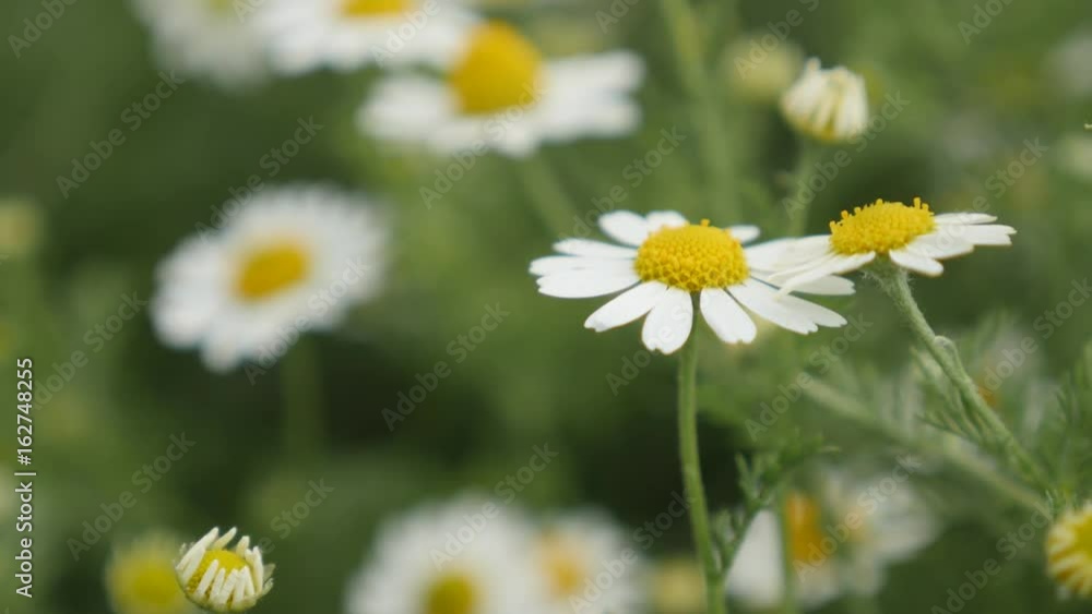 Shallow DOF Matricaria recutita plant in the field 4K 2160p 30fps UltraHD footage - Close-up of common Chamomile spring flowers 3840X2160 UHD video Shallow DOF Matricaria recutita plant in the field 4K 2160p 30fps UltraHD footage - Close-up of common Chamomile spring flowers 3840X2160 UHD video