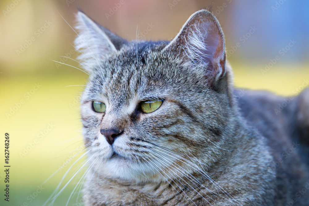 das Porträt einer getigerten Katze