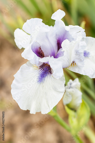 Fototapeta Naklejka Na Ścianę i Meble -  Beautiful multicolored iris flower.