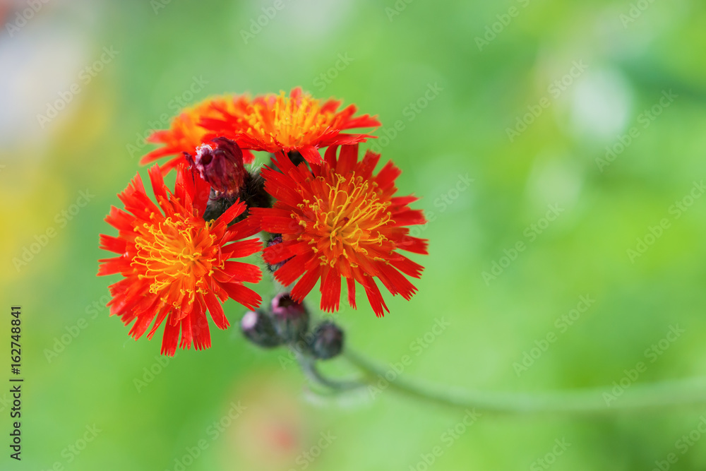 Garden orange hawkweed flower on a light green background, horizontal Garden orange hawkweed flower on a light green background, horizontal