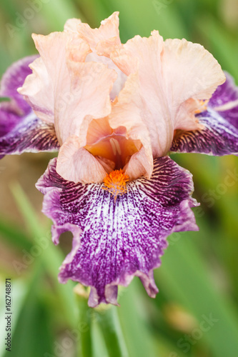 Fototapeta Naklejka Na Ścianę i Meble -  Beautiful multicolored iris flower.