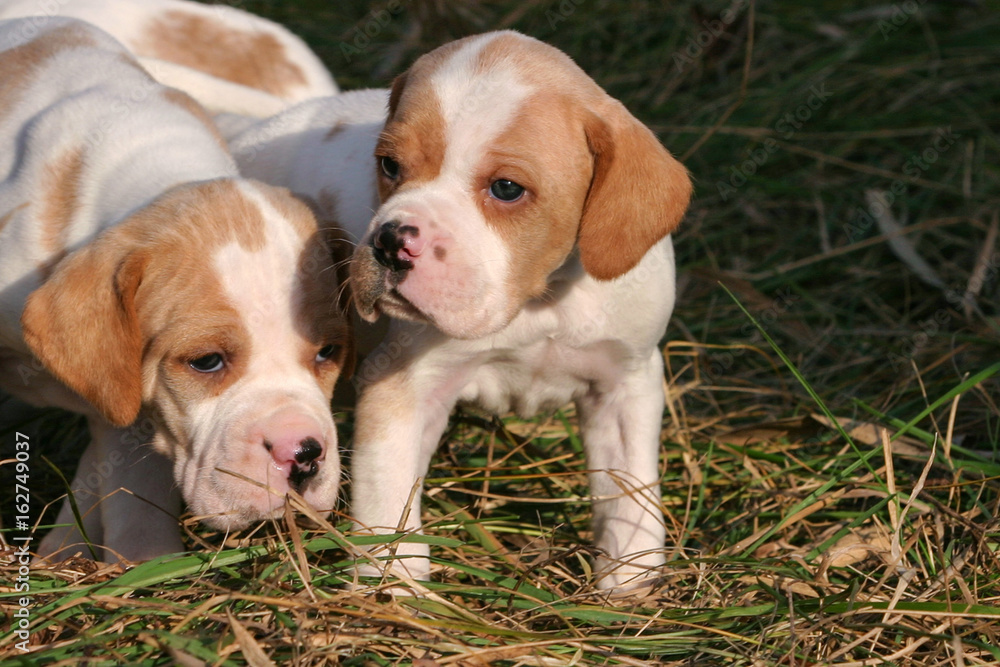 German shorthaired pointer dog puppies German shorthaired pointer dog puppies