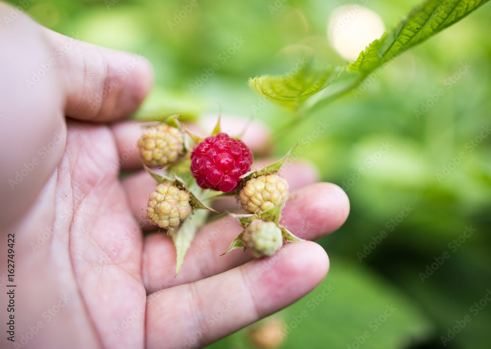 Juicy red berry raspberries in hand in the garden Juicy red berry raspberries in hand in the garden