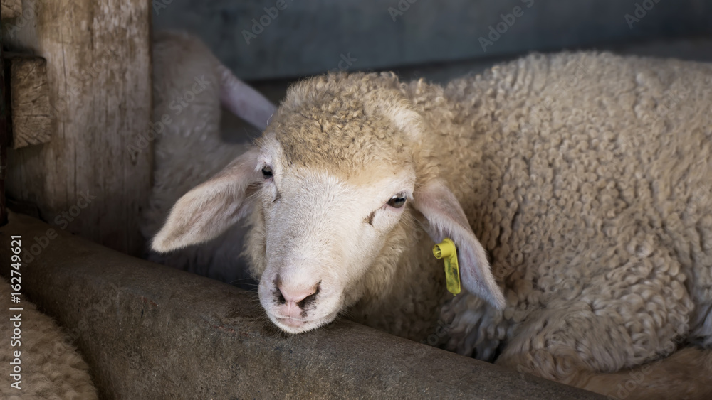 Naklejka premium sheep in farm