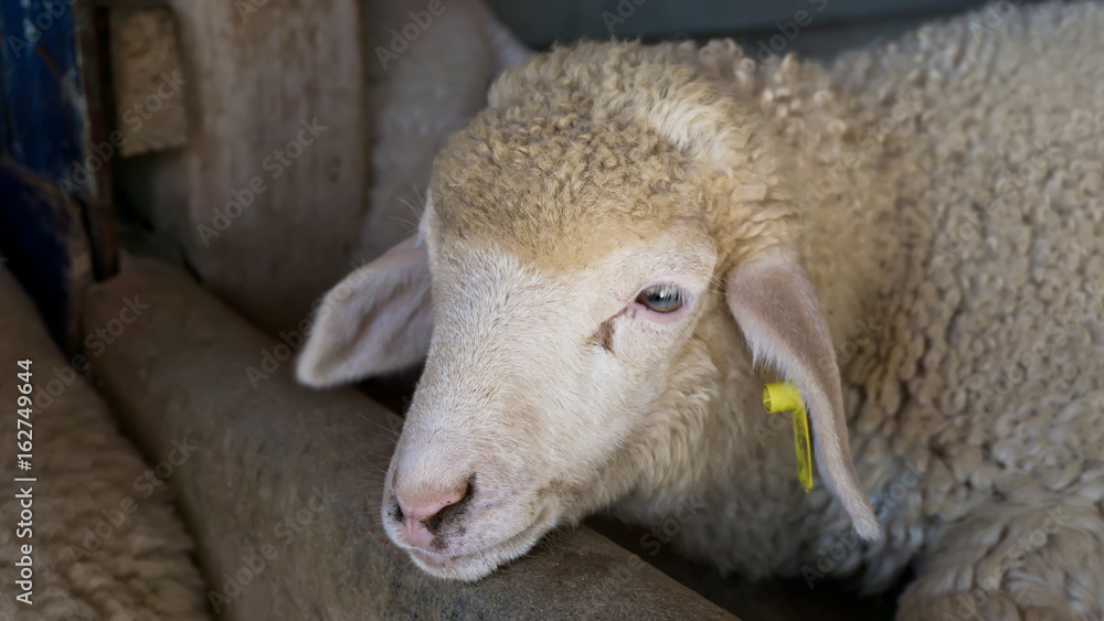 Naklejka premium sheep in farm