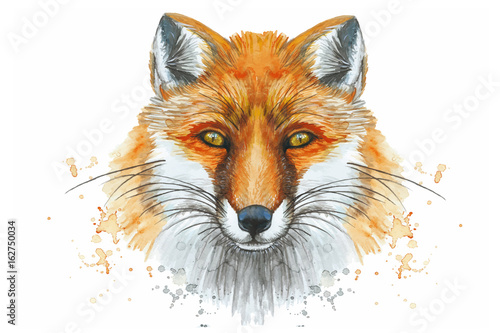 Fototapeta Naklejka Na Ścianę i Meble -  watercolor drawing of an animal mammal a fox predator, a red fox, a portrait of a fox, a sly, beautiful, on a white background for decoration and design