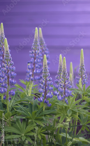 Wild purple lupines flowers blooming in the summer park. photo