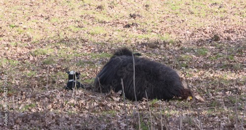 Black sheep, ewe lambing. Ewe stands up and the second of twins being born on a pasture. Ewe begins licking clean both lambs, starting with the firstborn. Both lambs  start to move. photo