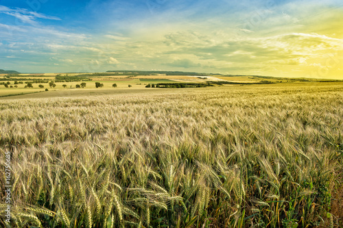Summer Landscape with Wheat Field Before Sundown.