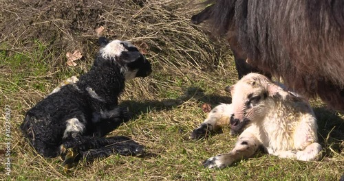 Newborn black and white twin lambs in pasture. Ewe is licking clean the lambs which clears the nose and mouth, dries the lamb and stimulates it. Lambs bleat. photo