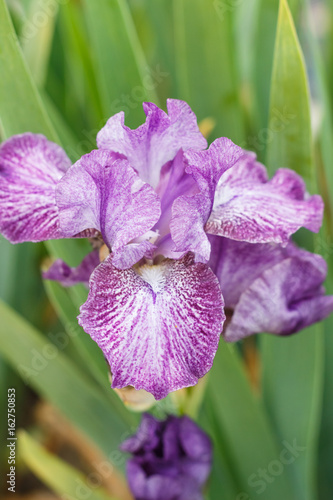 Fototapeta Naklejka Na Ścianę i Meble -  Beautiful multicolored iris flower.