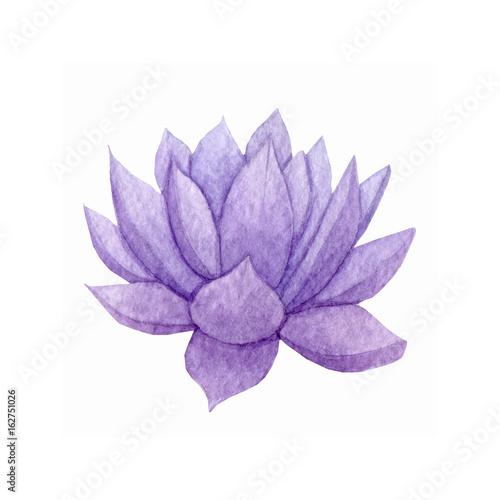 Hand drawn watercolor purple succulent isolated on the white bac