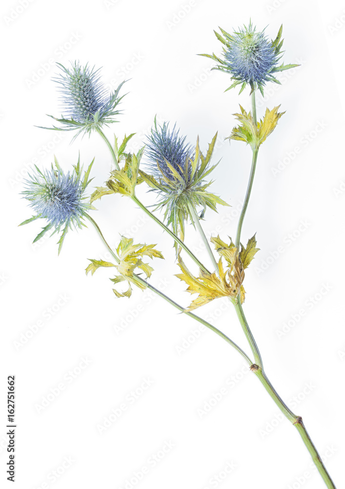 sea holly thistles on a white background