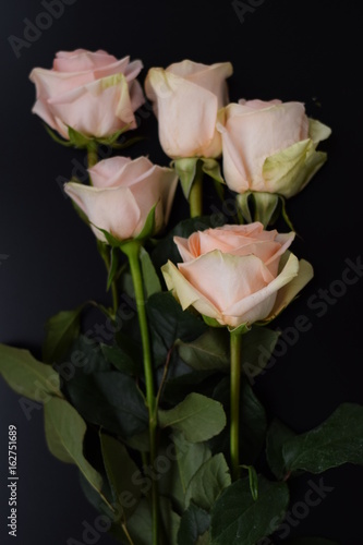 Still life with light pink roses laying on dark background