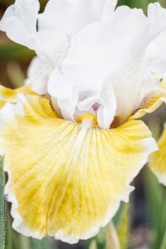 Fototapeta Naklejka Na Ścianę i Meble -  Beautiful multicolored iris flower.
