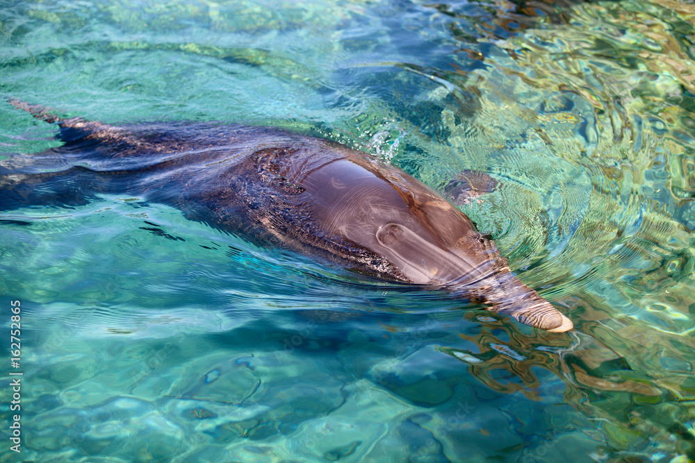 Fototapeta premium dolphin in Red sea