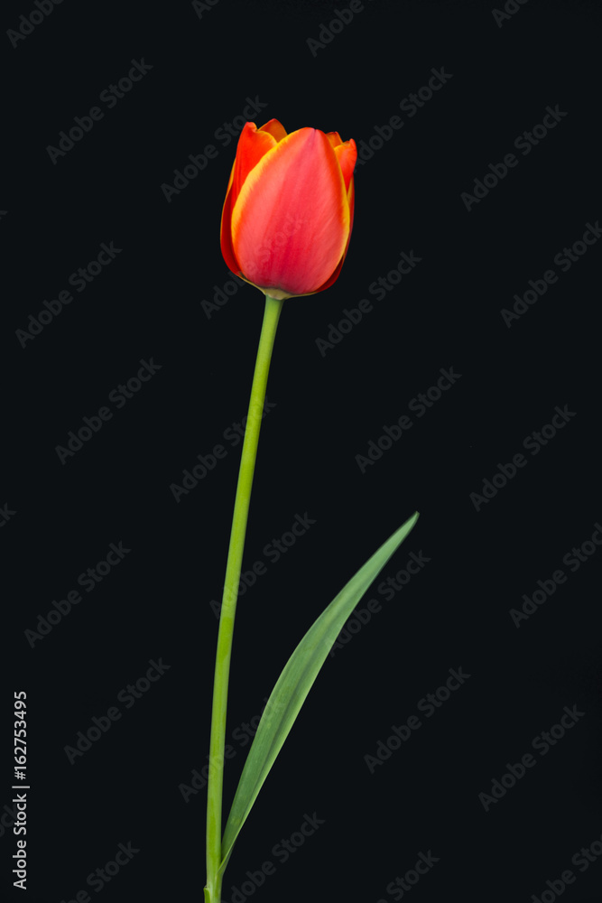 Tulip with black background Tulip with black background