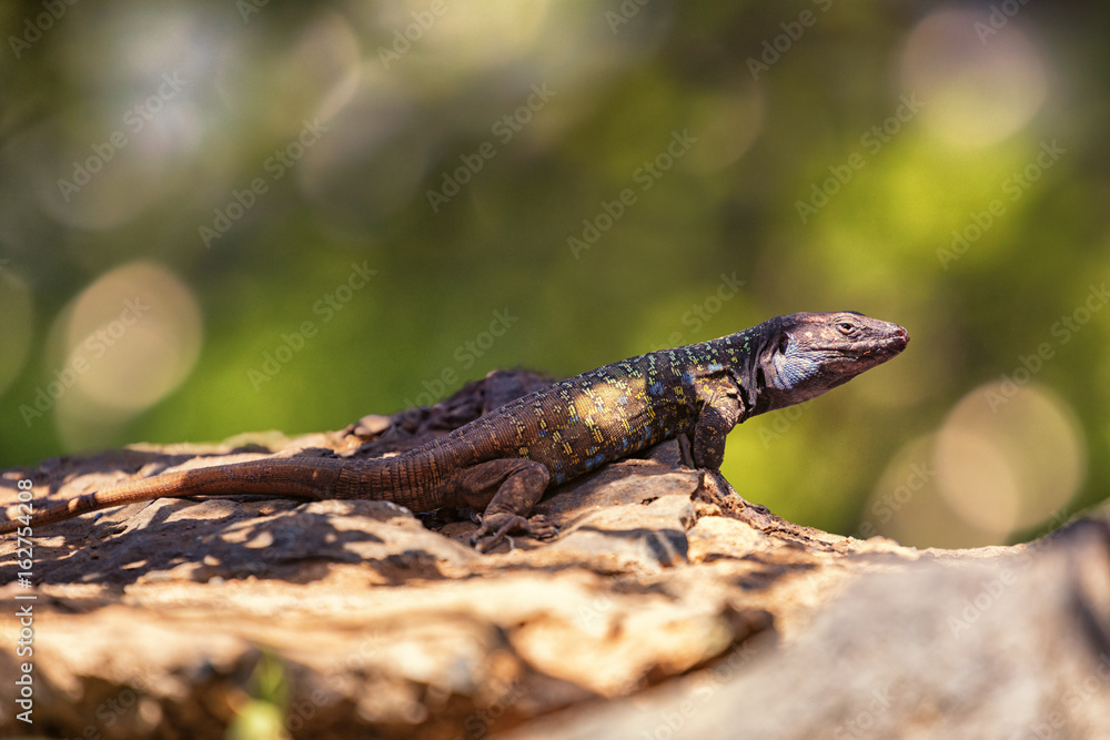 Obraz premium Tenerife Lizard, Male, Gallotia galloti eisentrauti