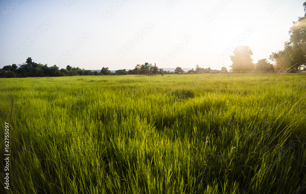 Obraz premium Beautiful green rice field , sakonnakhon, Thailand