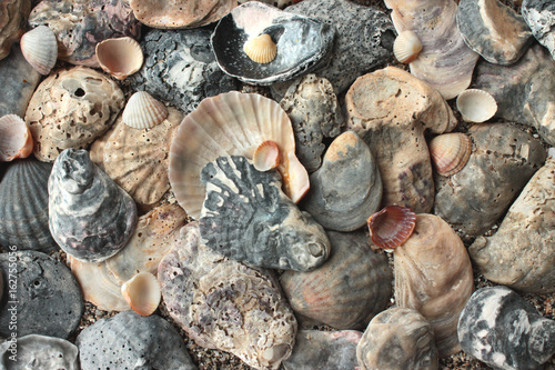 Dark seashells natural photo