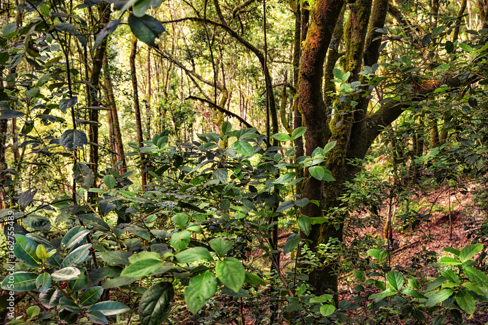 Tenerife, Teno Mountains, Laurel Forest near Erjos