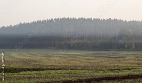 Morning mist on field