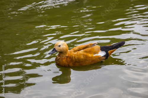 Duck in motion photo