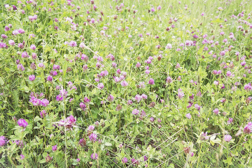 Summer bright green meadow with clover
