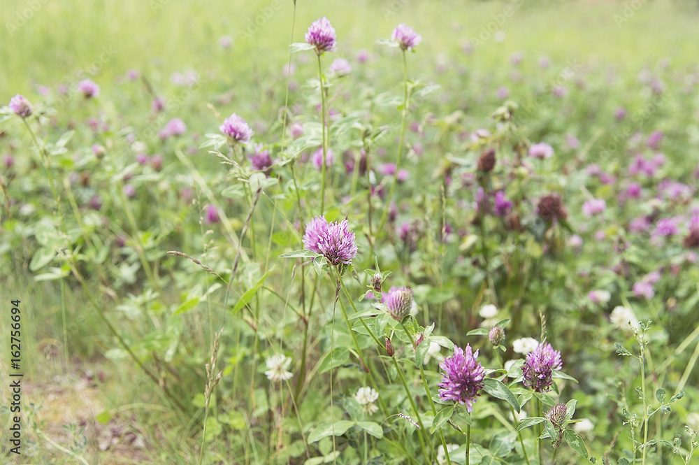 Summer bright green meadow with clover Summer bright green meadow with clover