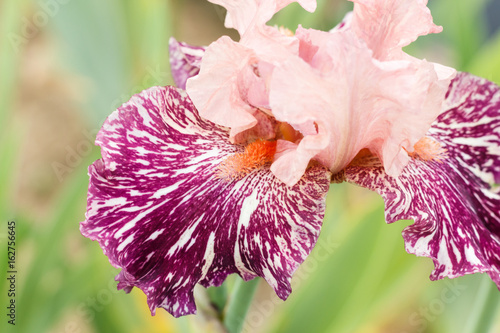 Fototapeta Naklejka Na Ścianę i Meble -  Beautiful multicolored iris flower.