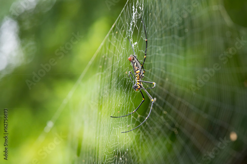 Large tropical spider Nephila from rainforest